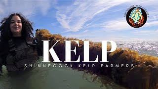 Discussion with the Shinnecock Kelp Farmers [upl. by Burnett499]