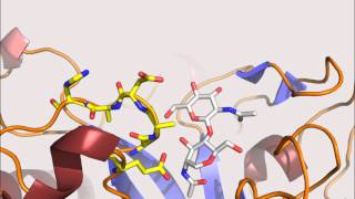 Structure of a complete fourdomain chitinase from Moritella marina [upl. by Ruomyes]