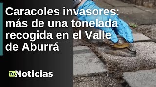 Caracoles invasores más de una tonelada recogida en el Valle de Aburrá  Teleantioquia Noticias [upl. by Mosira]