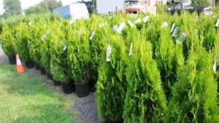 Emerald Green arborvitae trees Spacing for Grower in New Jersey [upl. by Akenom]