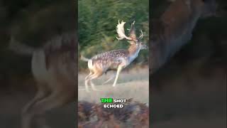 Hunting Adventure A Thrilling Encounter with a Majestic Fallow Deer [upl. by Sarilda]