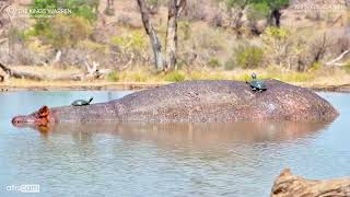 Terrapins Sitting On A Hippo [upl. by Ellennahs]