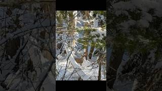 Healthy timber buck shorts muledeerhunting wildlife [upl. by Salmon851]