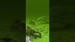 fishing crayfishing underwater carping fish carpy animals carpfishing scubadiving viralvi [upl. by Acinonrev951]