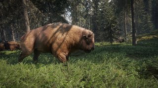 BU BİZON FARKLI BİZON  theHunter Call of the Wild [upl. by Nnaitak25]