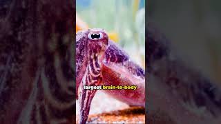 Cuttlefish The Masters of Camouflage cuttlefish animals  funfacts [upl. by Wylma]