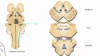 AXON Trigeminothalamic Pathway Pain amp Temperature from Face 7 of 9 [upl. by Amandy]