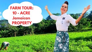 Ultimate 10ACRE Farm Tour Jamaican Rastafarian Farmer Shares Tips for Massive Harvests [upl. by Leunamme853]