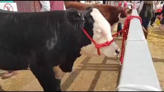 Great Yorkshire Show Day 2 morning 10th July 2019 [upl. by Nylesoj462]