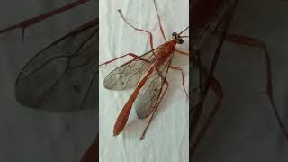 Ichneumon wasp fly kit ptanga kida garmi barish Bhagyalakshmi new episode [upl. by Siekram]