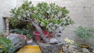 Crássula ovata Árbol de Jade y su hermanito pequeño portulacaria afra [upl. by Graces949]