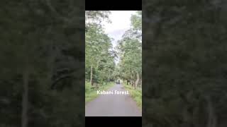 Kabani forest [upl. by Ardnu]