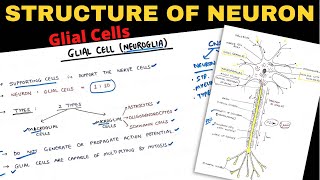 Structure of Neuron 22  Glial Cells  Nerve Muscle Physiology [upl. by Eedna]