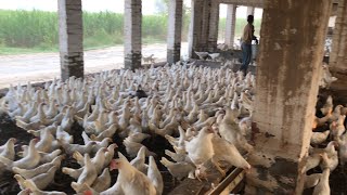 Pakistan Poultry Farm  Pakistan Production  Pakistan farming  part 63 [upl. by Borgeson]