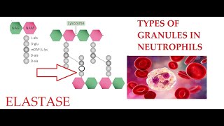 L28 Function of Elastase Granules in Neutrophils [upl. by Quartana]