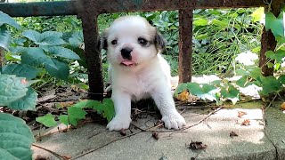 Budas story  Cutiest time of abandoned puppy with birth defect [upl. by Goran]