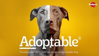 Pedigree  Adoptable case study [upl. by Edd899]