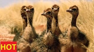 National Geographic Documentary Animals  Ostrich SD Discovery Channel [upl. by Doreg]