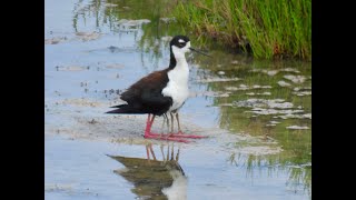 BLACKNECKED STILT and chicks [upl. by Maise]