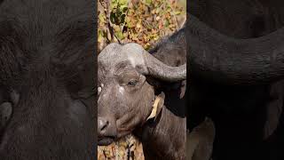 Oxpecker Bird With Buffalo Wincent gaR4i wildlife nature bird [upl. by Norven368]