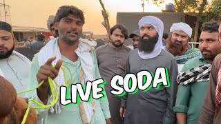 2024 qurbani I Soda Kitne main hona Chahiye l kitne Ka liya l Shapur kanjra Mandi Lahore [upl. by Shalna529]