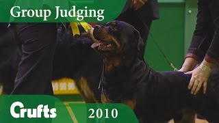 Rottweiler Wins Working Group Judging at Crufts 2010  Crufts Dog Show [upl. by Sherburn]