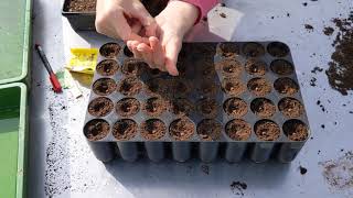 Sowing sweet pea and cowslip seed [upl. by Inaliel]