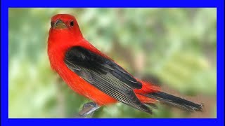 Scarlet Tanager Singing  Tangará Rojinera Migratoria Cantando  Piranga Olivacea [upl. by Leibrag642]