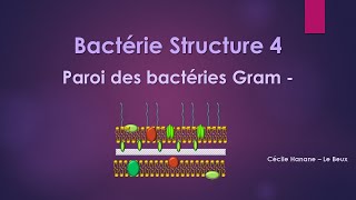 Bactérie Structure 4 PAROI DES BACTERIES GRAM MOINS  sans musique de fond [upl. by Mali]