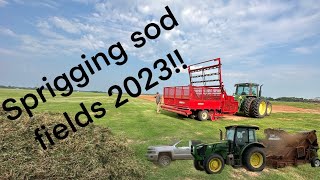 Sprigging  planting sod fields [upl. by Felix277]