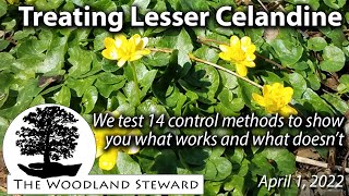 Treating Lesser Celandine We test 14 control methods to show what works and what doesnt [upl. by Rockefeller]