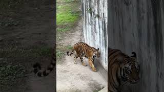 TIGER 🐅 in ZOO PARK 🐅 [upl. by Ienttirb130]