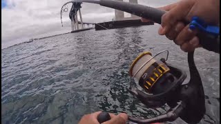 San Diego Bay Fishing Action [upl. by Yehus]