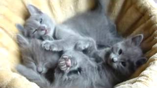 Nebelung and Russian Blue kittens 6 weeks old [upl. by Norean690]