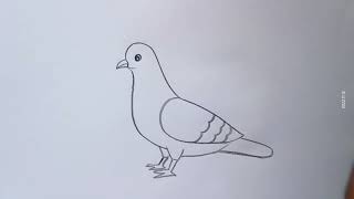 how to draw pigeon drawing easy step by stepDrawingTalent [upl. by Bledsoe]