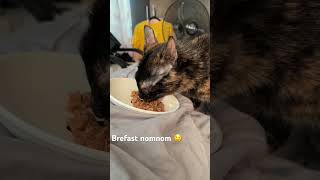 Breakfast yummers 🤤 dailyconvowithlucky spoiledkitty spoiledcats [upl. by Eneleahcim]