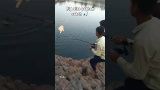 Big size wallago attu catfish catch  बड़ी साइज़ का पड़न फिश पकड़ी 😱😱 catfish fishing shorts [upl. by Vallo]