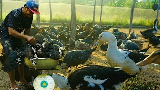 10350 Harvesting 24 Muscovy Ducks  24 Muscovy Duck Farming Profit [upl. by Eat]