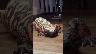 Royce the Gila Monster [upl. by Oal]