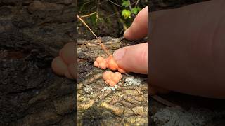 ASMR Popping Wolf’s Milk Slime Mold Lycogala Latin Translates As Wolf’s Nipple pimplepopping [upl. by Kath]