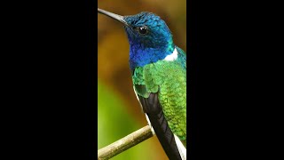 Stunning CloseUp of a WhiteNecked Jacobin Hummingbird Perched in the Wild  Hummingbird [upl. by Llecrad]