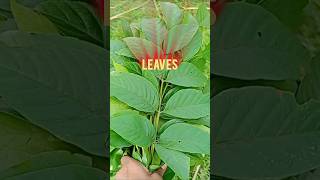 Leaves collection and my final results [upl. by Atirac236]