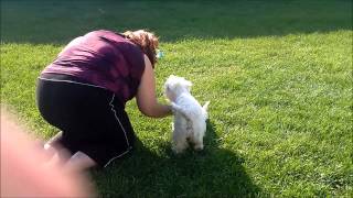 Westie Puppies 4 weeks old [upl. by Enelyt]