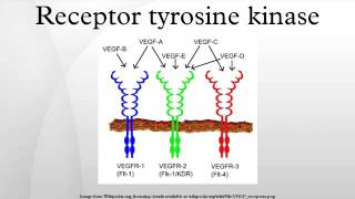 Receptor tyrosine kinase [upl. by Andromada]