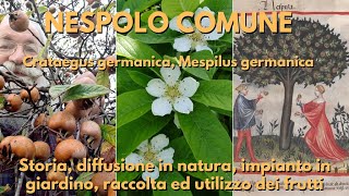 Il nespolo comune Mespilus germanica [upl. by Elak]