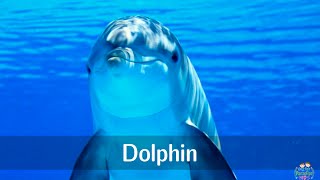 Marine animals pronunciation for children with pictures [upl. by Anrim]