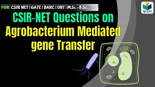 CSIR NET SOLVED QUESTIONS  Agrobacteium mediated gene transfer Part2 [upl. by Lucine]