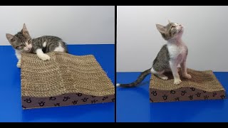 como hacer el rascador para GATOS mas FACIL y barato con carton reciclado  rascador para gatos [upl. by Asilej]