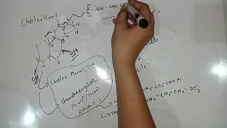 Cholesterol And Enterohepatic Circulation Of Bile Lipids Biochemistry 1st Year MBBS Lecture 4 [upl. by Toback43]