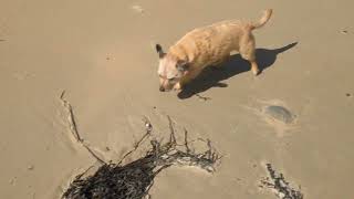 Charlie Finds a Big Stick on the Beach [upl. by Janaye25]